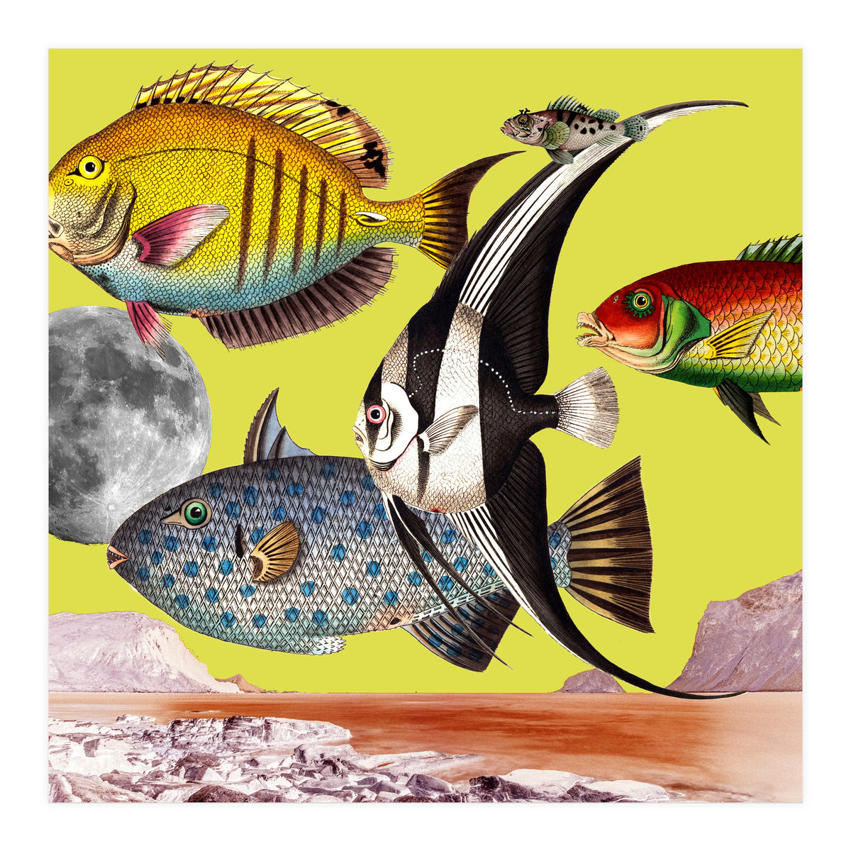 Plenty Of Fish In The Sea Yellow (Print Only)