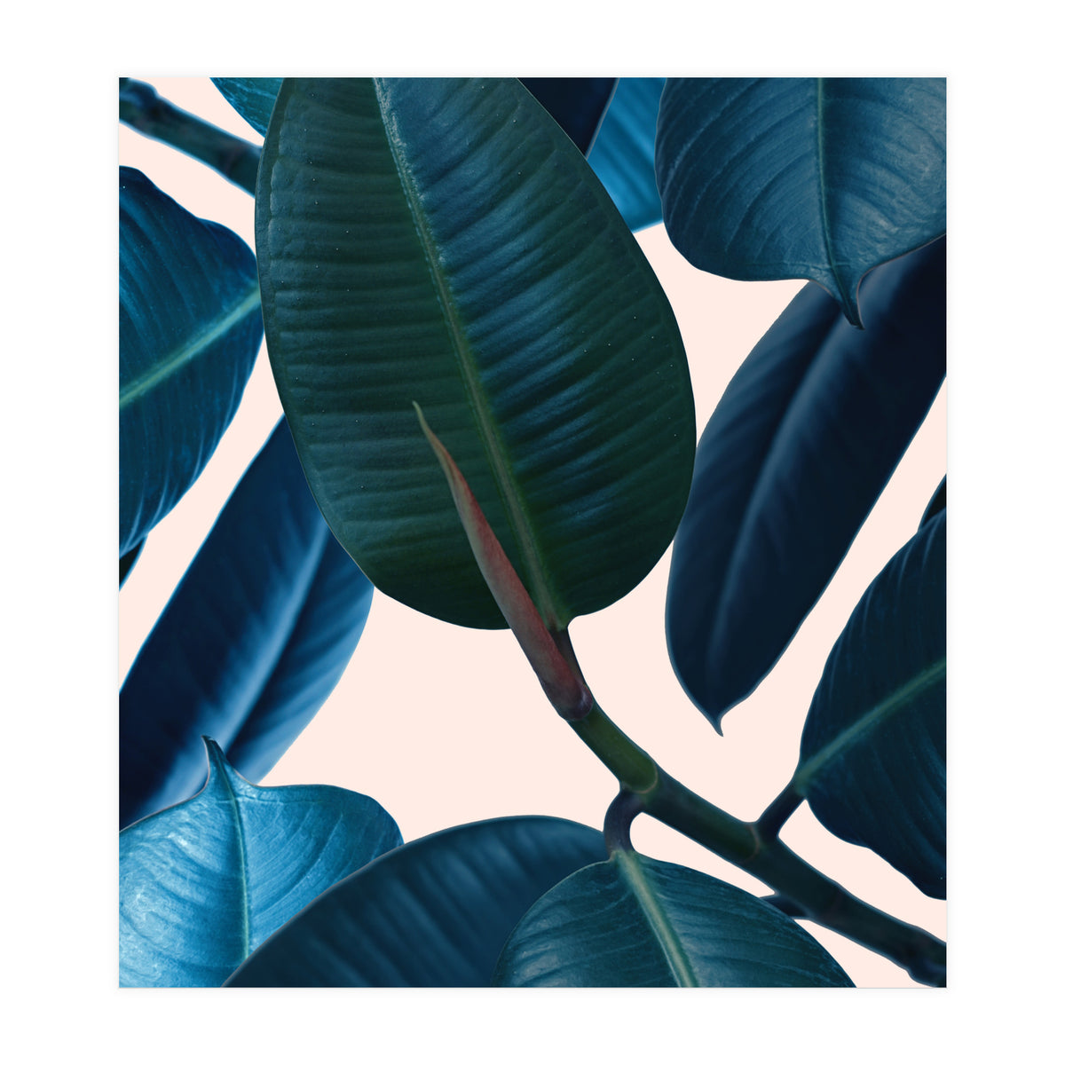 Ficus Elastica 2 (Print Only)