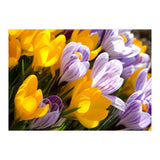 Spring (Print Only) thumbnail