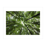 Beechwood (Print Only) thumbnail