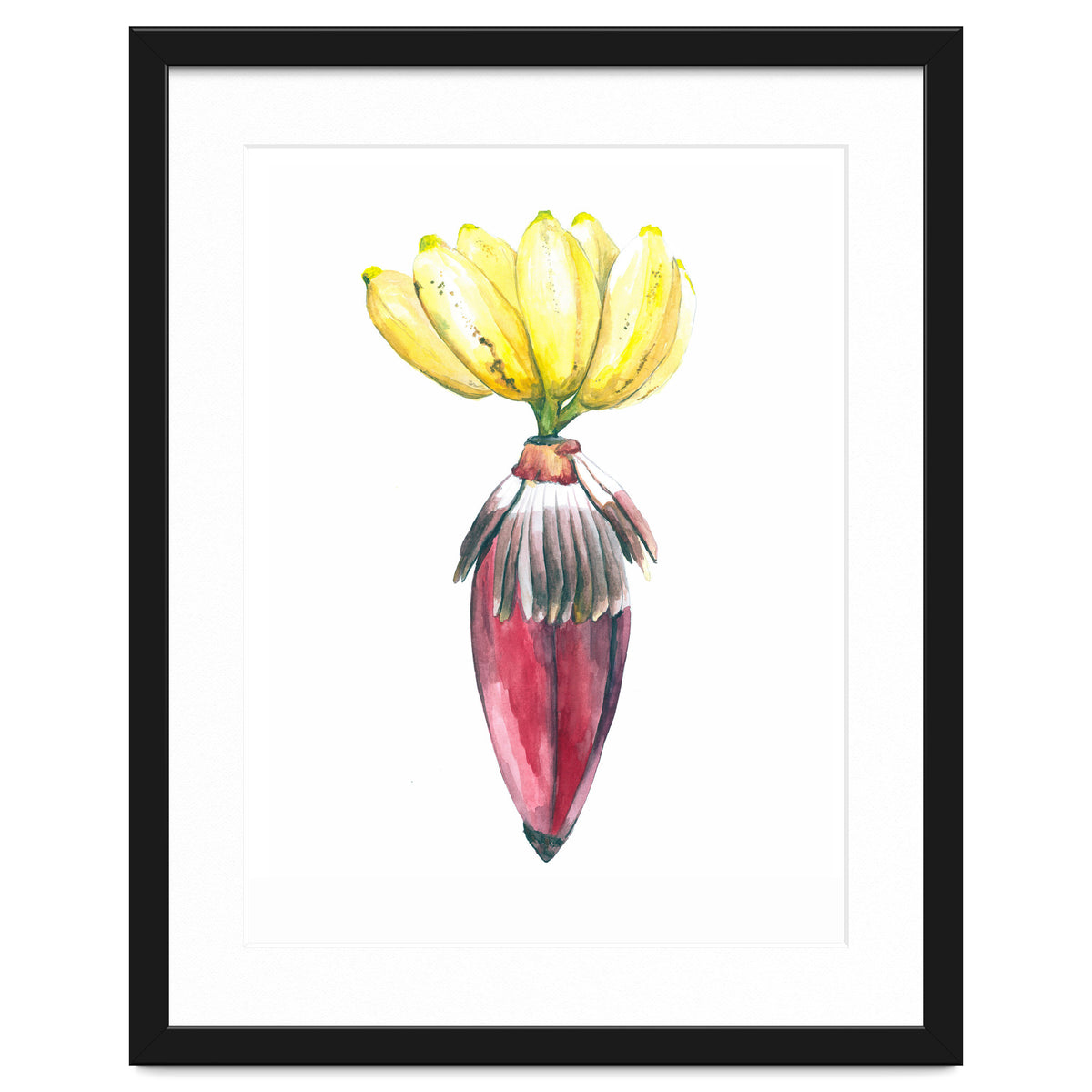 Botanical Illustration Banana