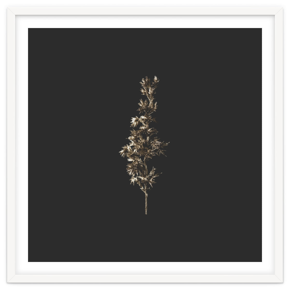 Gold Rush Botanicals - Square