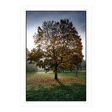 Autumnal Tree (Print Only) thumbnail