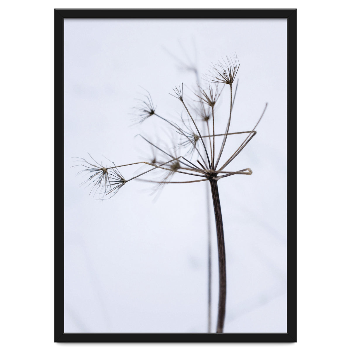Wildflower in Winter