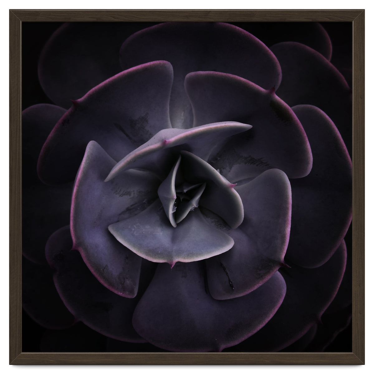 DARKSIDE OF SUCCULENTS VIII