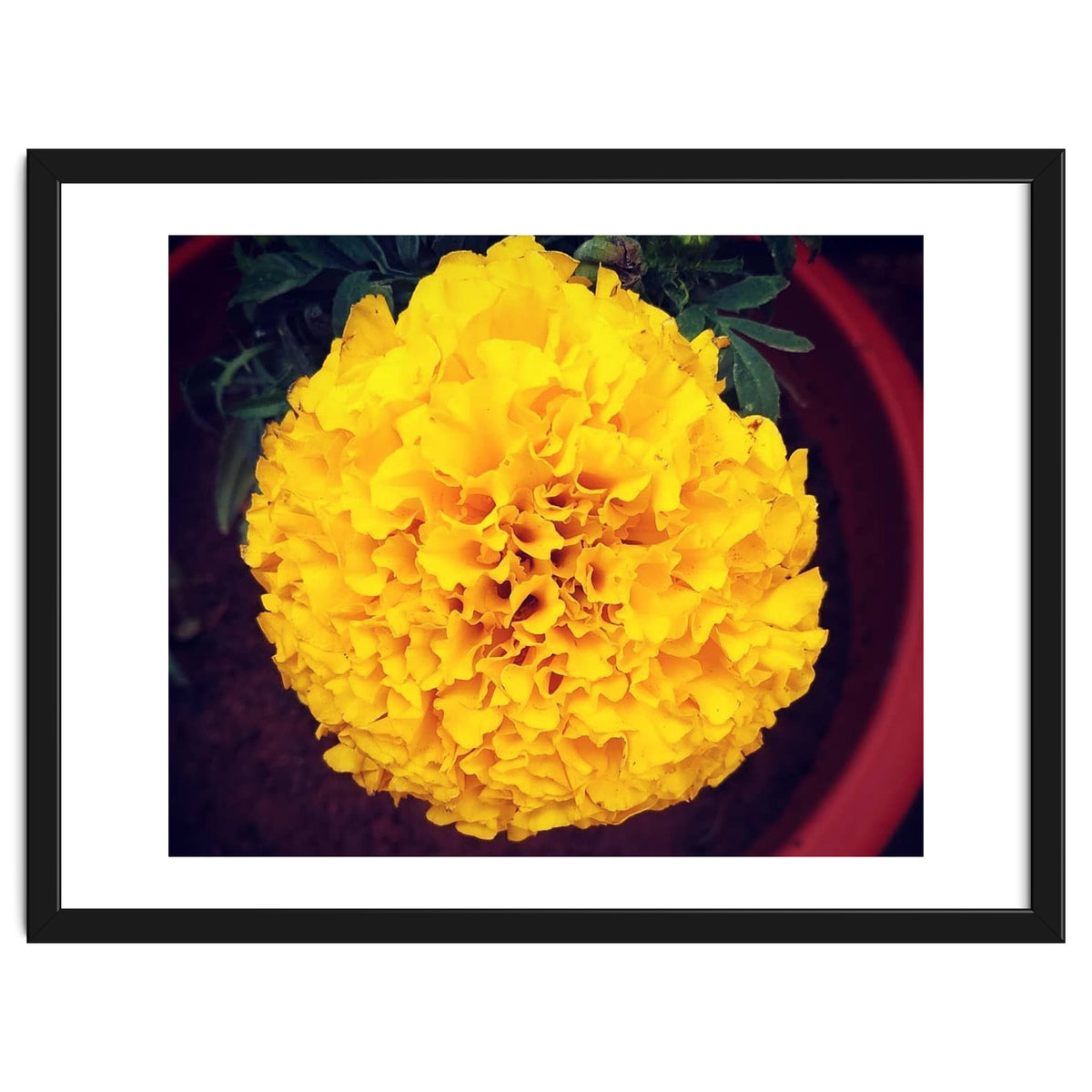 Yellow Chrysanthemum