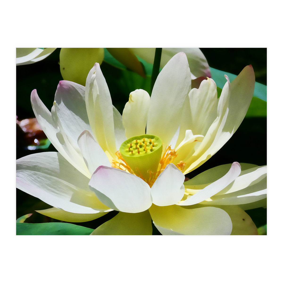 Lotus Flower (Print Only)