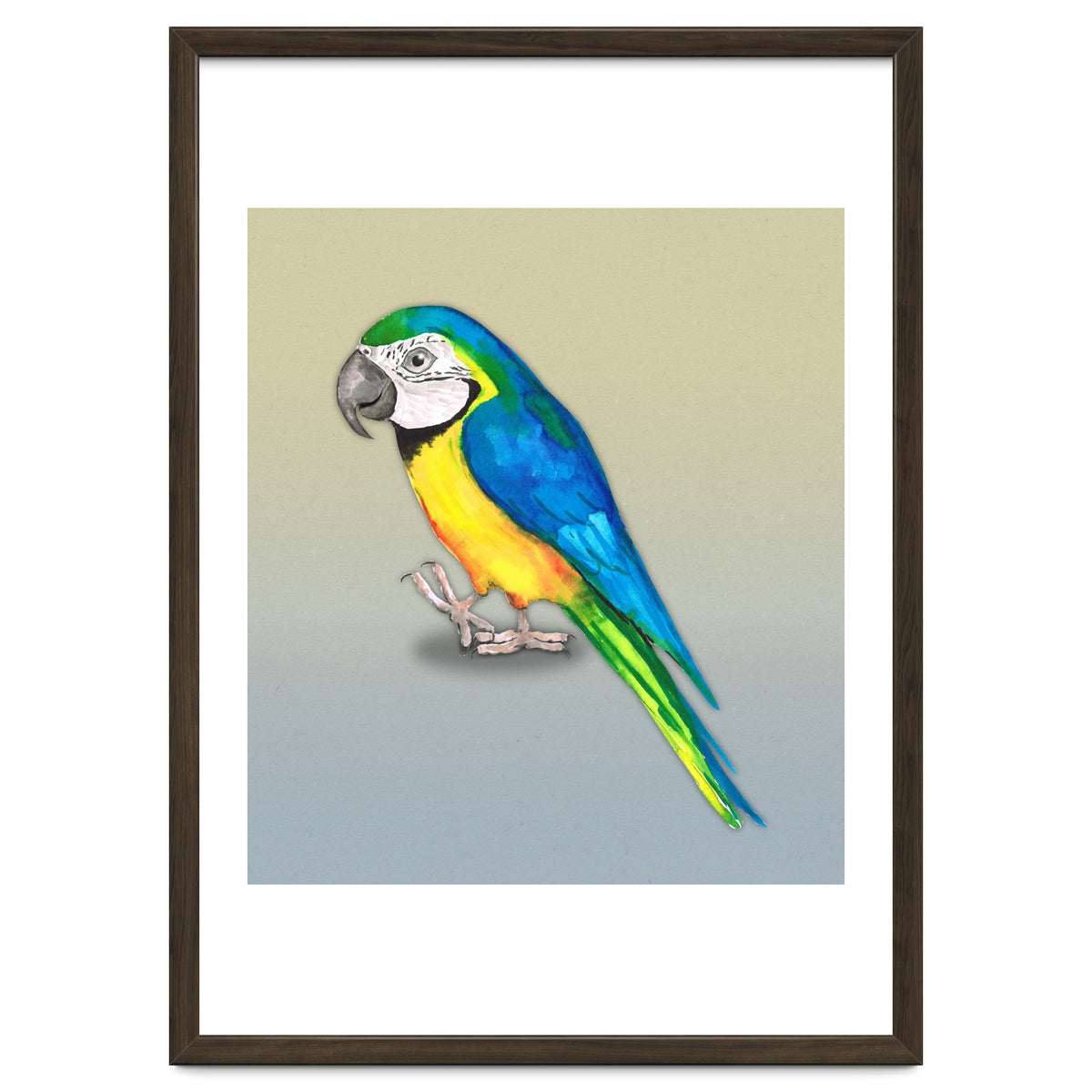Blue and yellow macaw