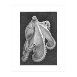 Octopus no. 2 (Print Only) thumbnail