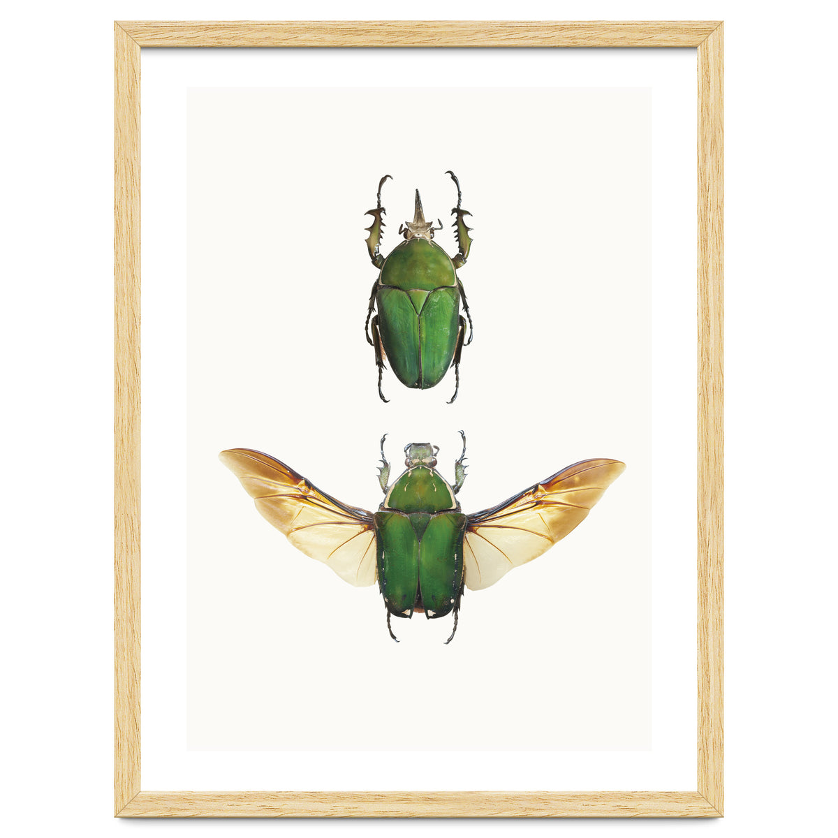 Cc Insects 02