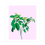 Ficus on Pink Background (Print Only) thumbnail