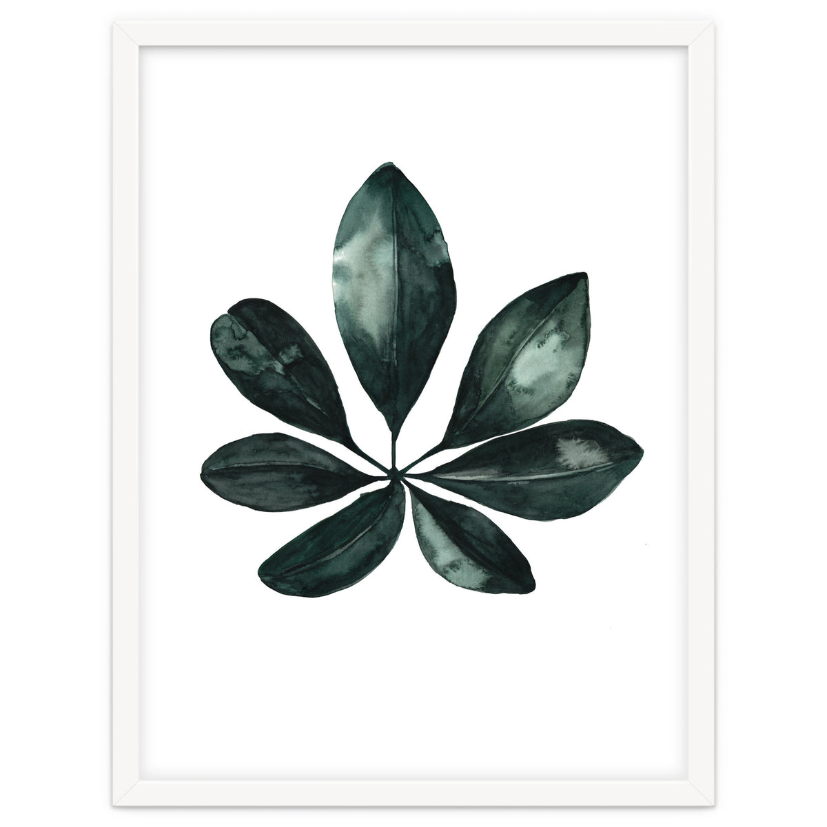 Botanical Illustration Arboricola Schefflera