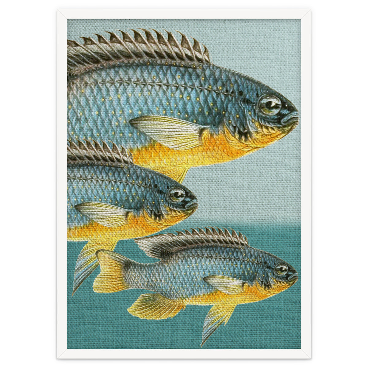 Fish Classic Designs 12