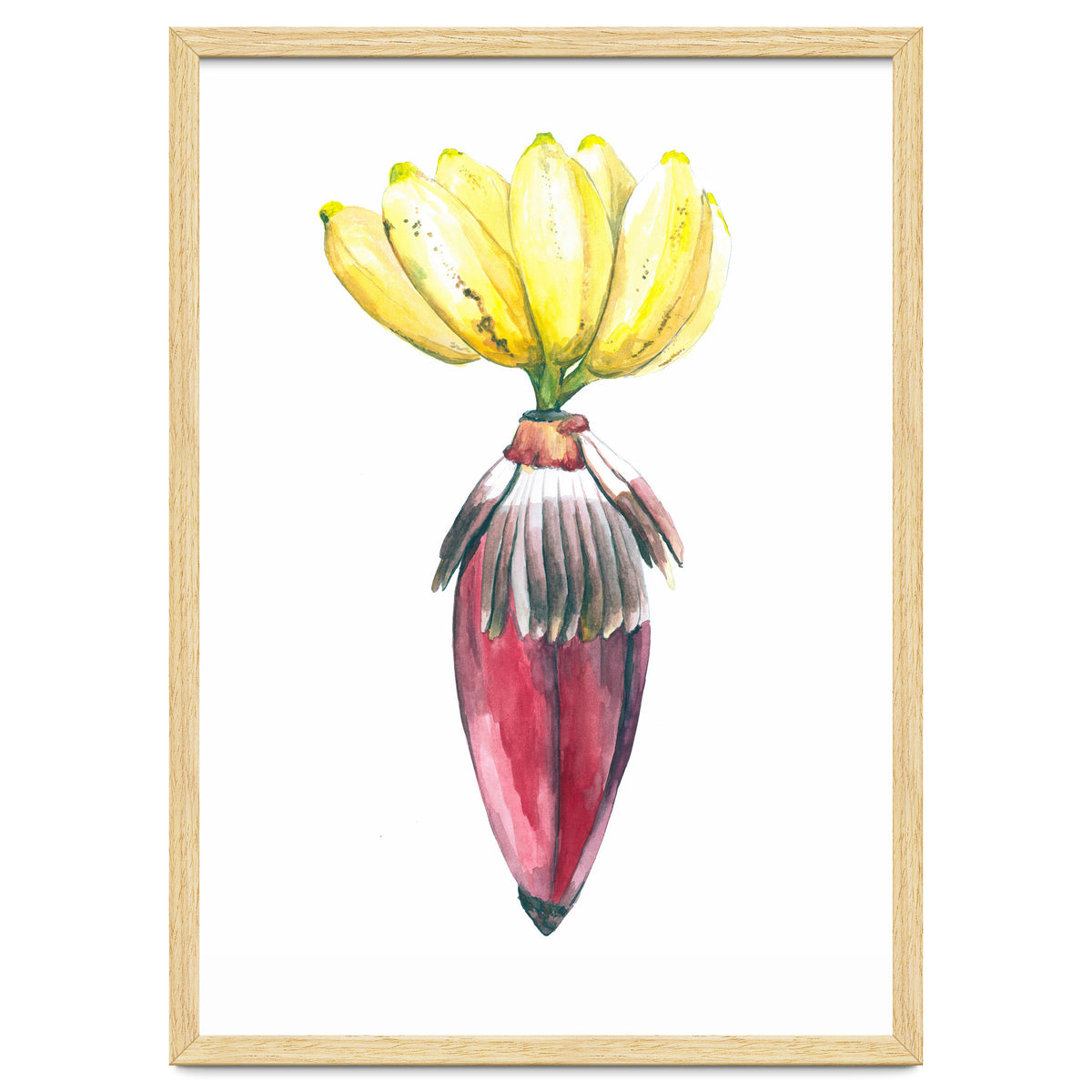 Botanical Illustration Banana