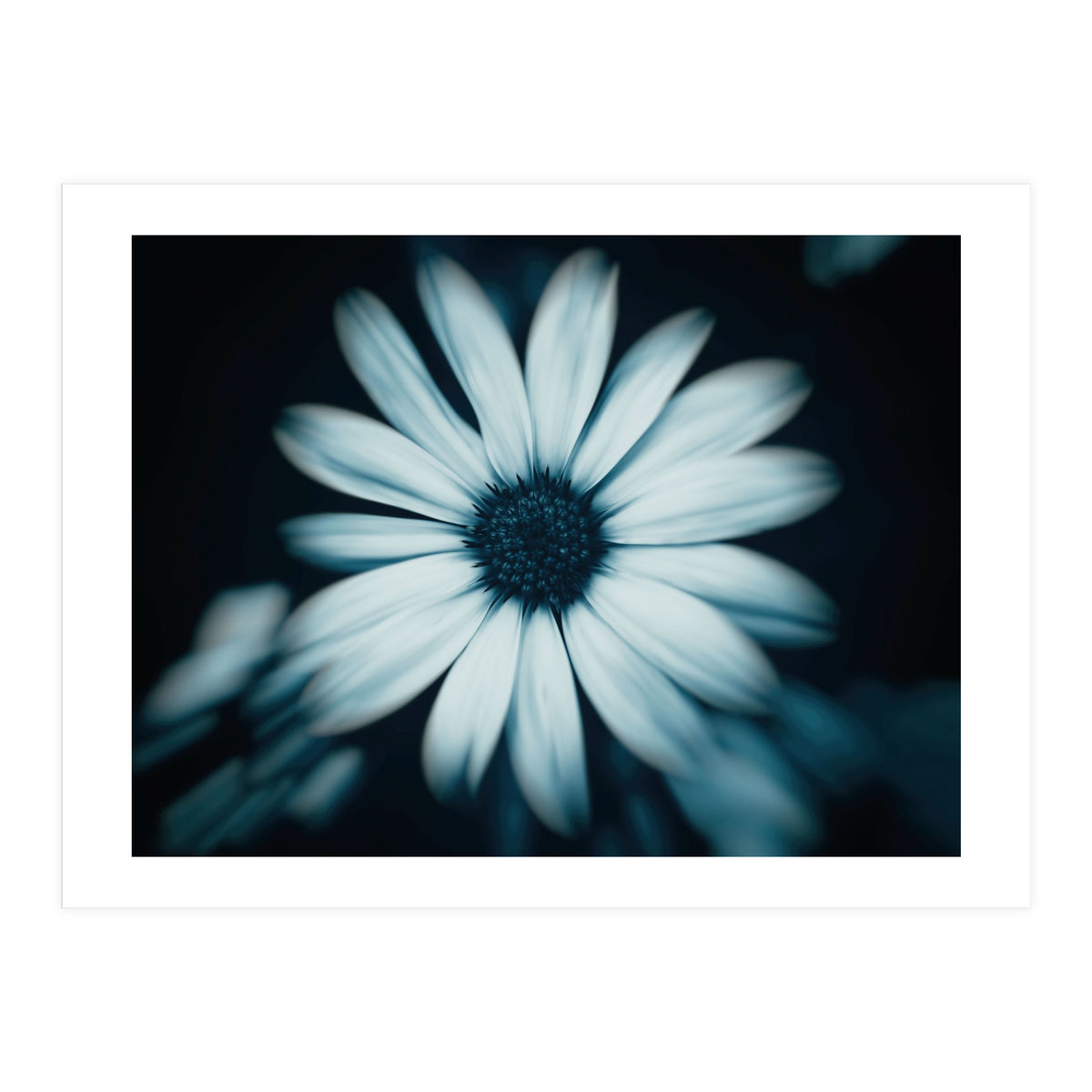 Bellis Perennis (Print Only)
