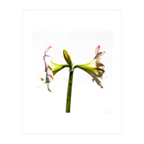 Amaryllis 3 (Print Only) thumbnail