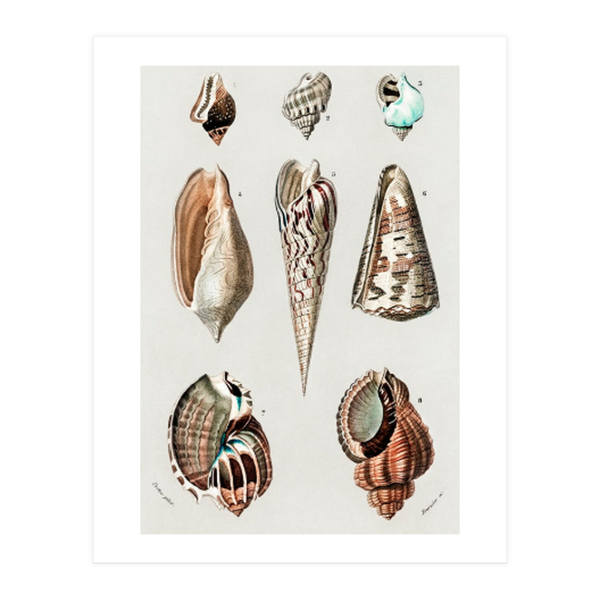 Different types of mollusks illustrated (Print Only)