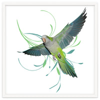 Flying quaker parrot