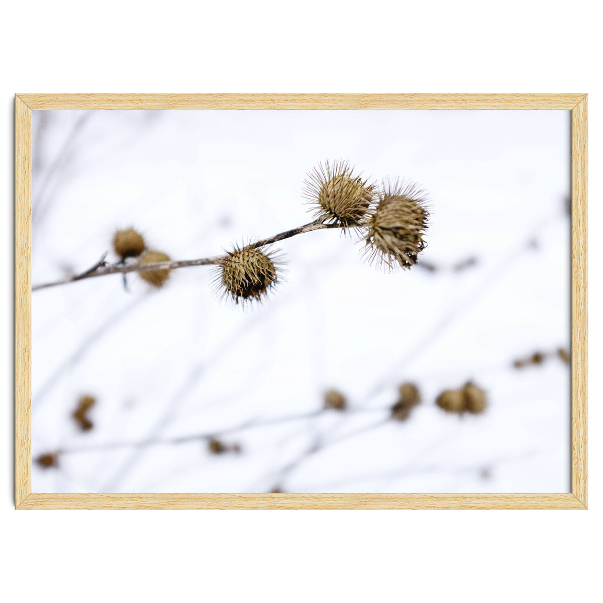 Winter Thistles