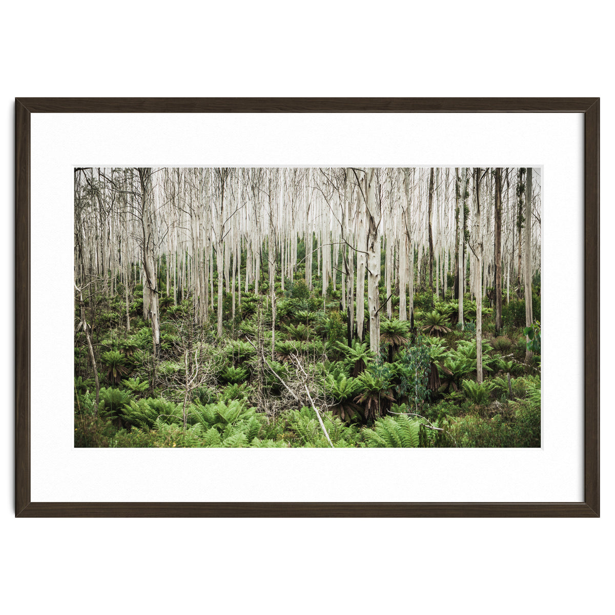 Forest After The Fire