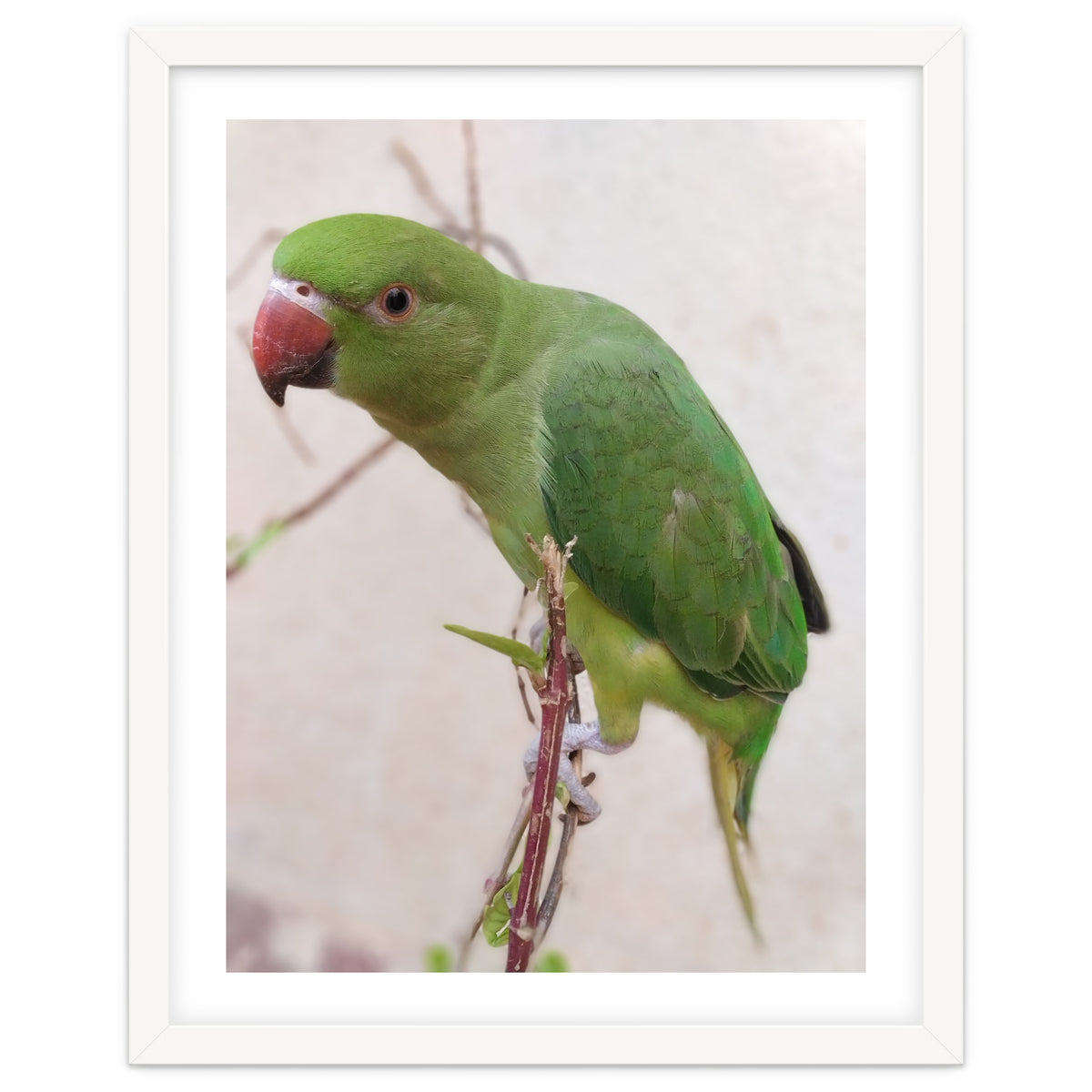 Lovely Indian Cute Parrot