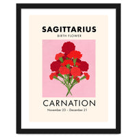 Sagittarius Birth Flower Carnation