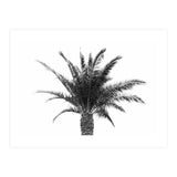 Palm Tree (Print Only) thumbnail