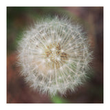 dandelion clock (Print Only) thumbnail