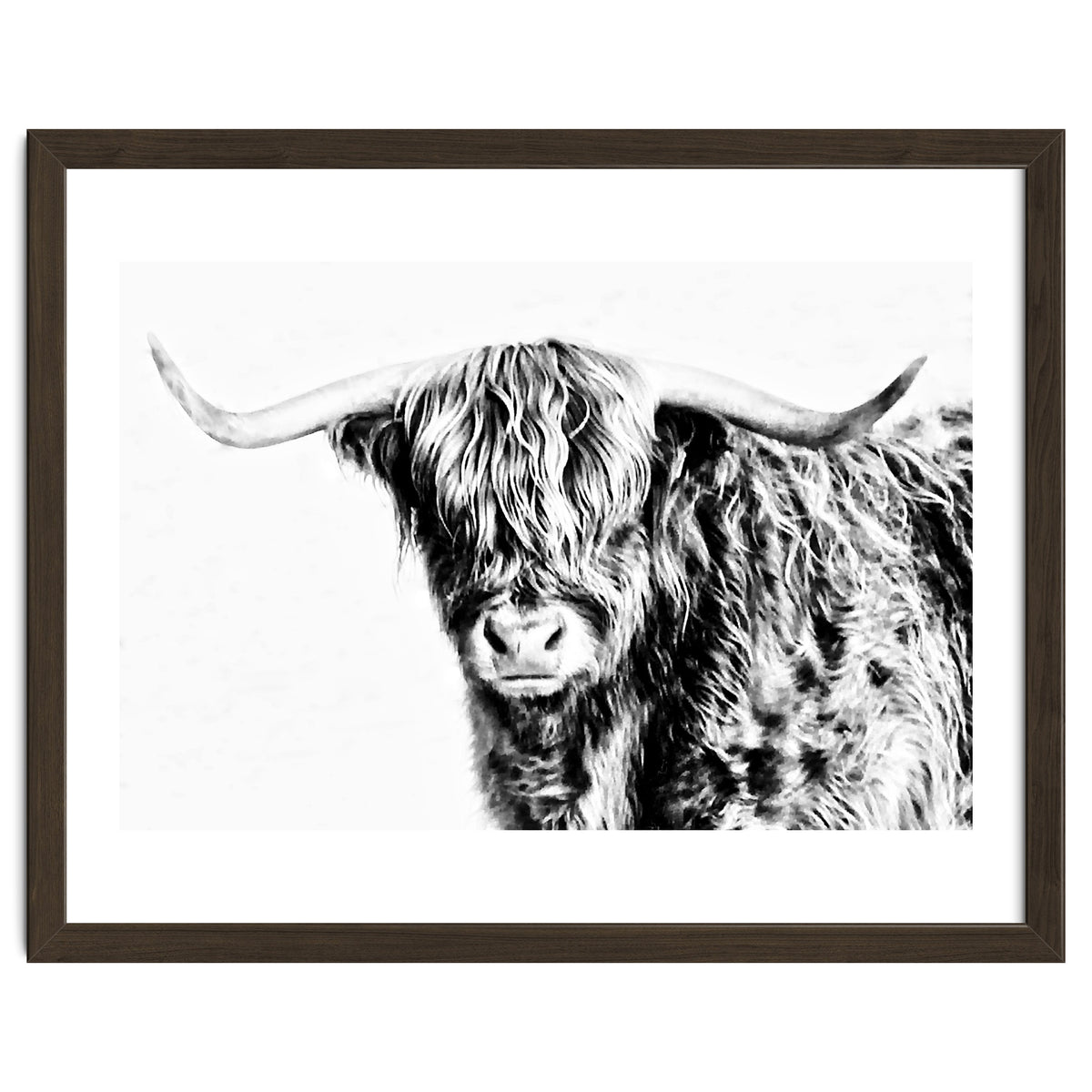 Highland bull
