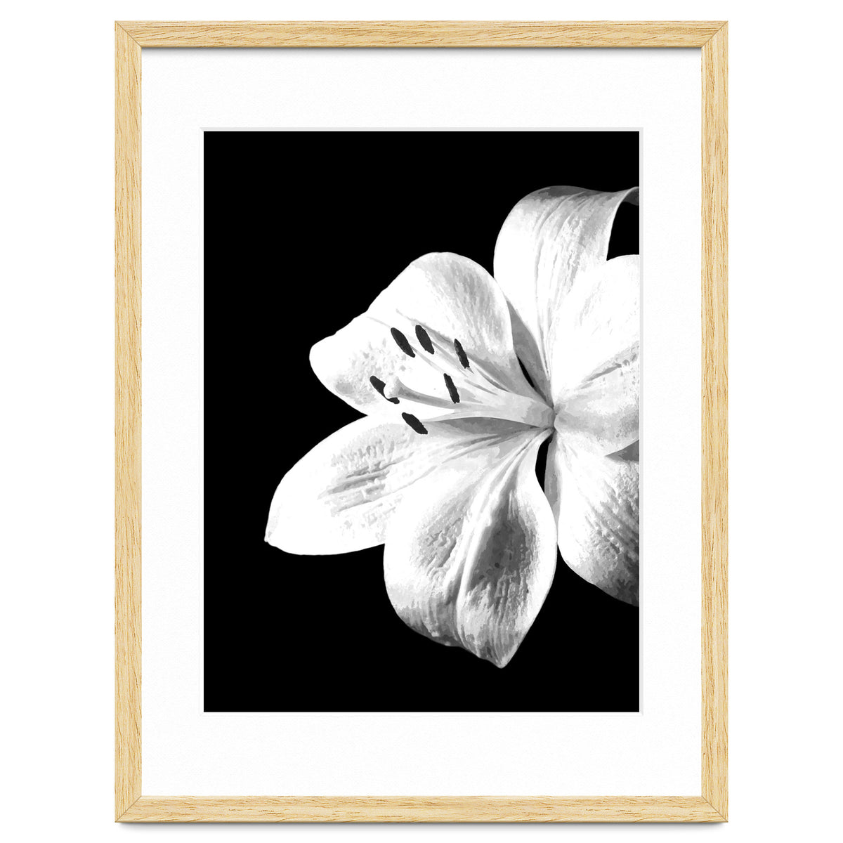 White Lily Black Background