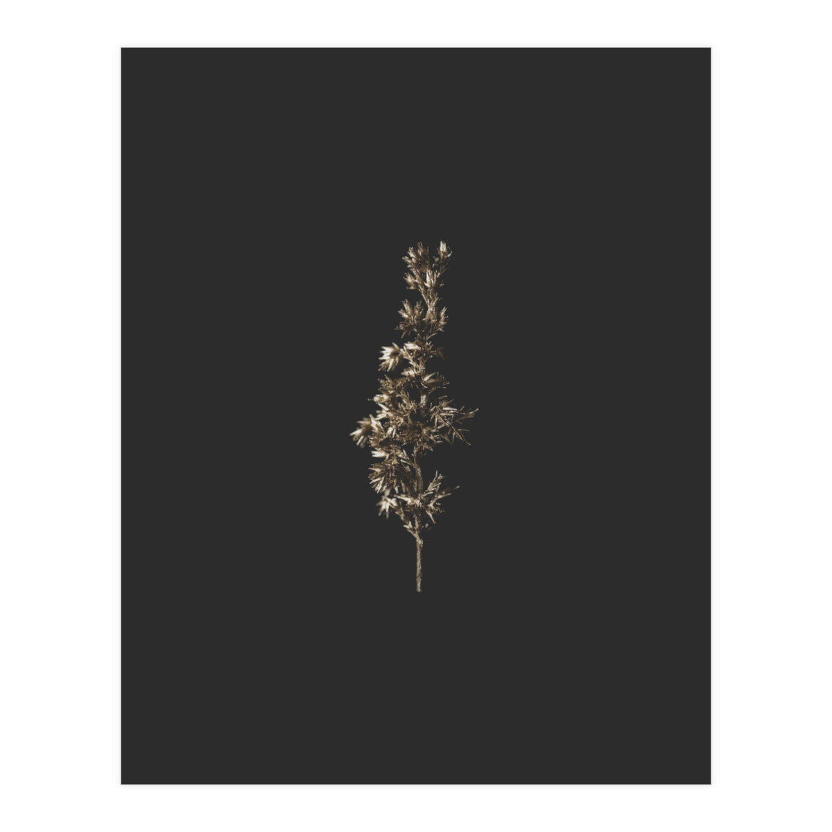 Gold Rush Botanicals (Print Only)