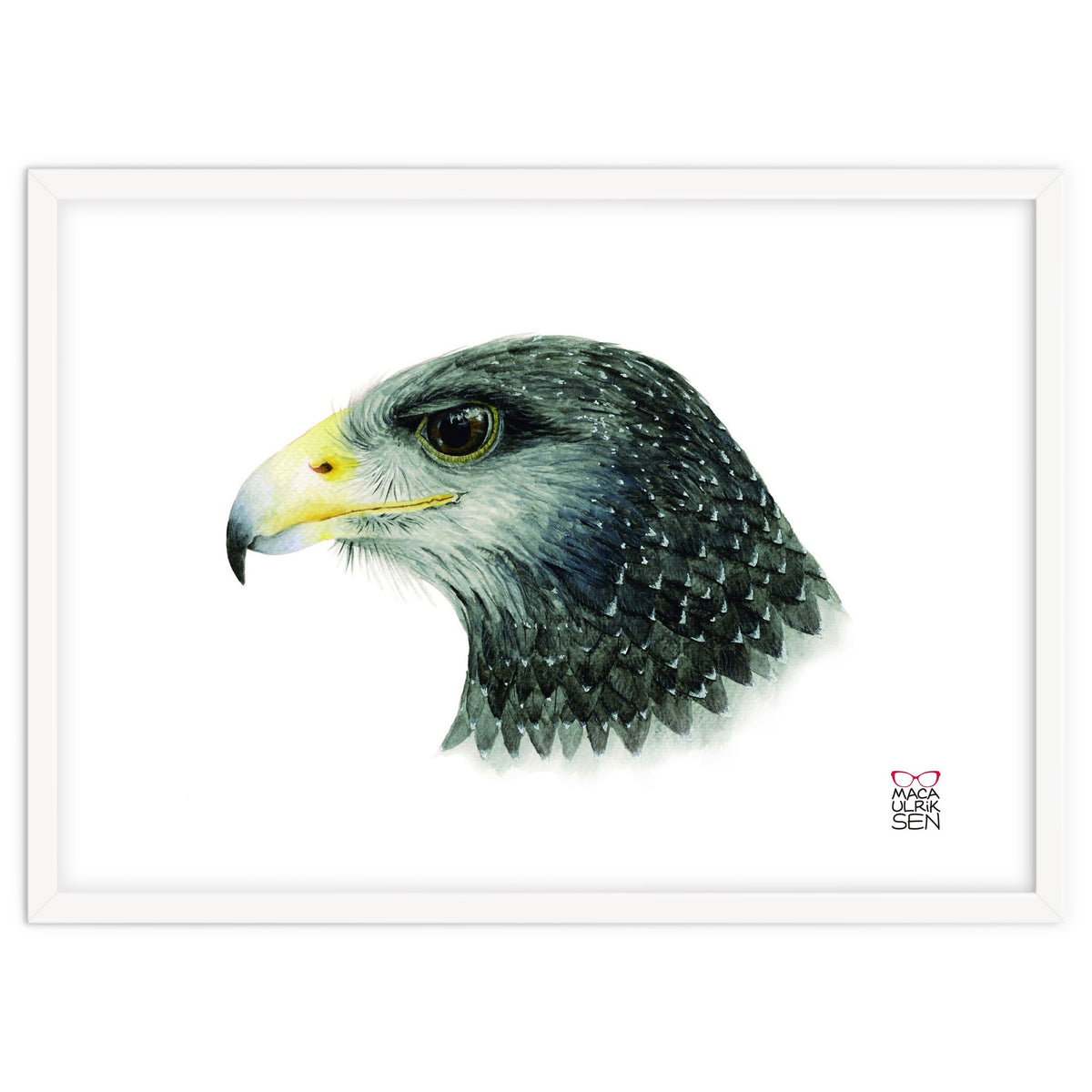 Black-chested buzzard-eagle