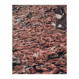 Counting Walrus (Print Only) thumbnail