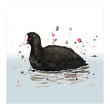 Common coot (Print Only) thumbnail