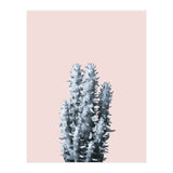 Cactus collection BL-III (Print Only) thumbnail
