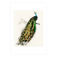 Indian peafowl illustrated (Print Only)