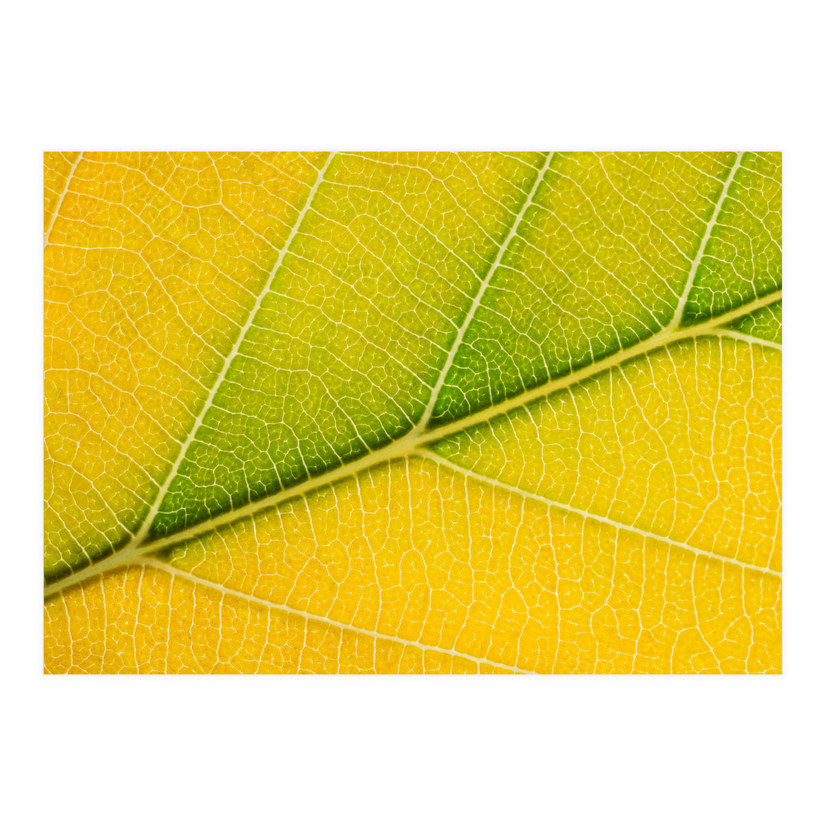 Autumn Leaf (Print Only)