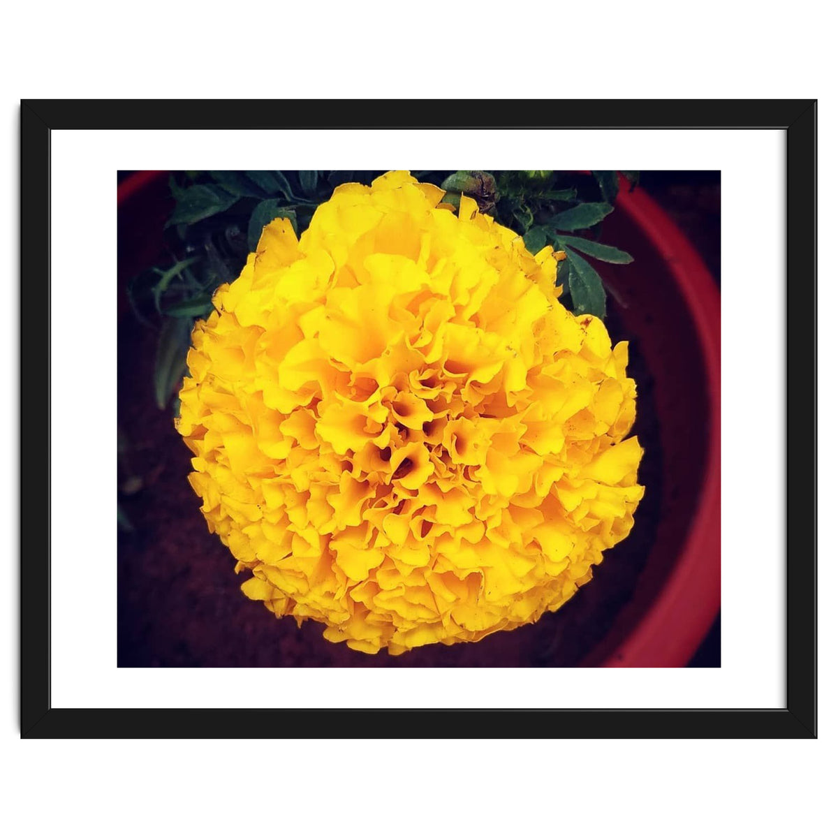 Yellow Chrysanthemum