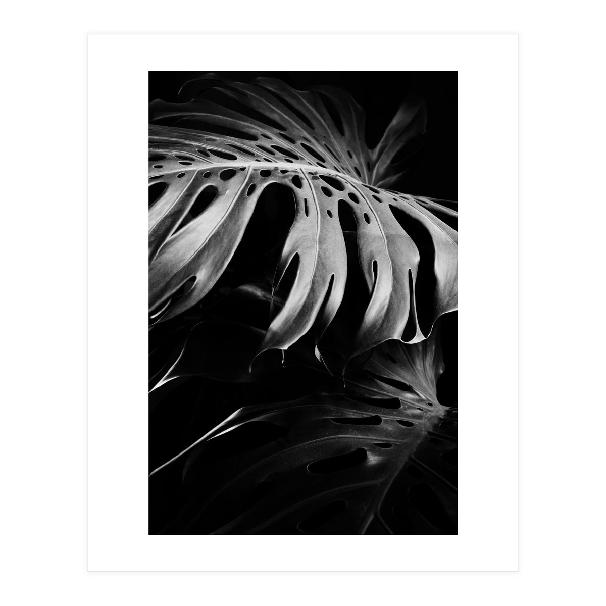 monstera nature (Print Only)