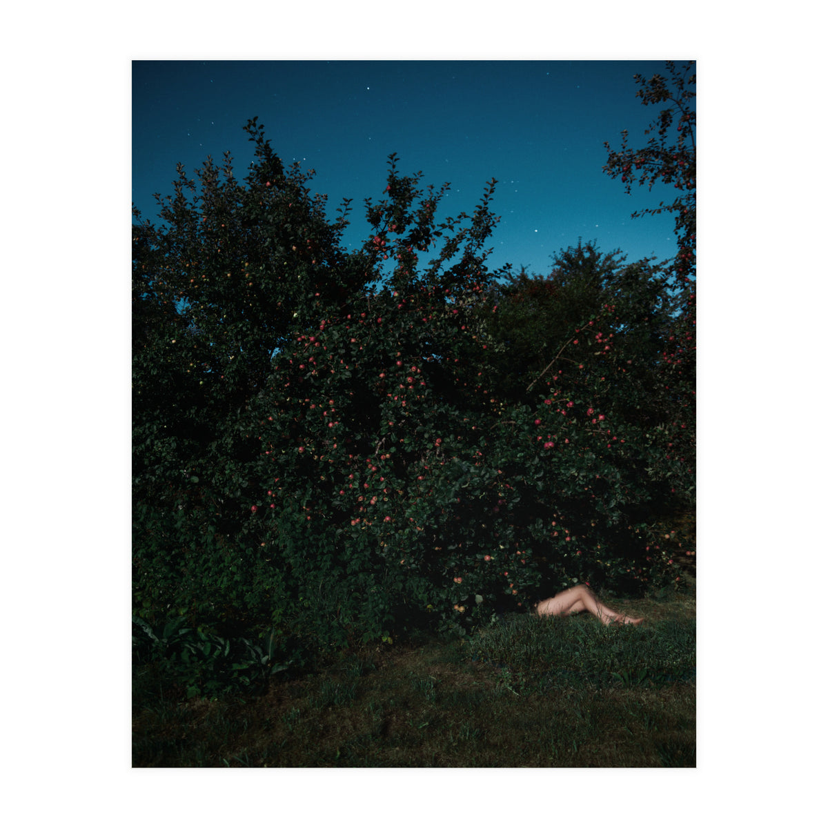 The Cider House Legs (Print Only)