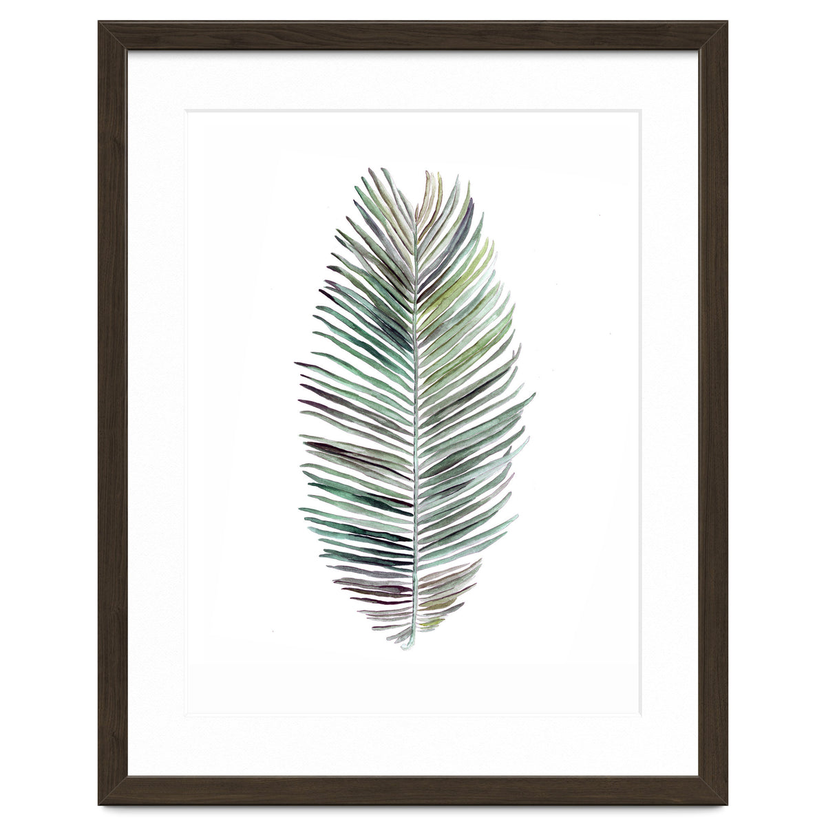 Botanical Illustration Cocos Palm