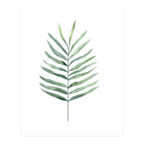 Botanical Illustration Fern (Print Only) thumbnail