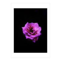 PINK ROSE IN DARK SPACE (Print Only)