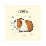 Anatomy Of A Guniea Pig (Print Only) thumbnail