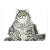 Fatcatred (Print Only) thumbnail
