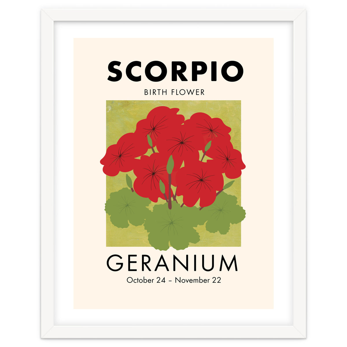Scorpio Birth Flower Geranium