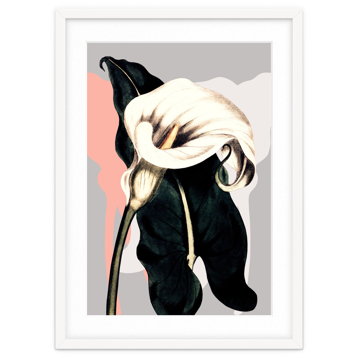Calla lily flower
