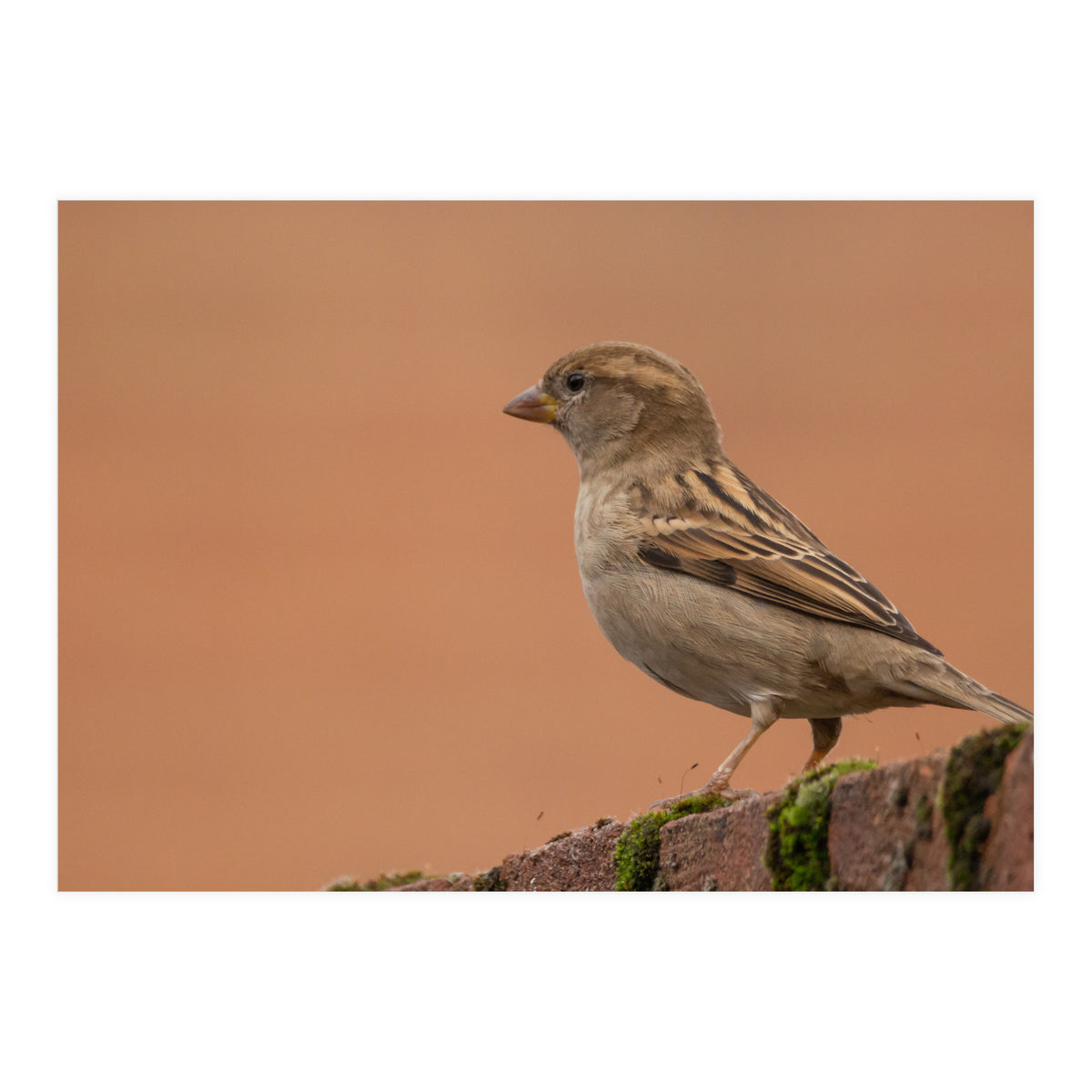 House Sparrow (Print Only)