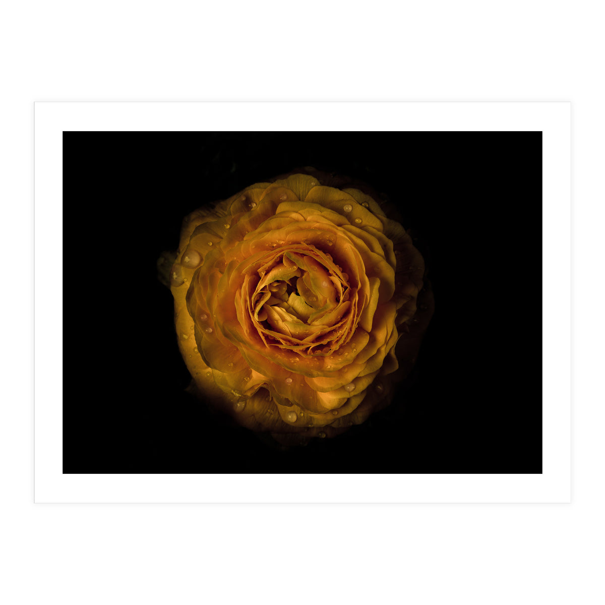 Backyard Flowers No 73 Color Version (Print Only)