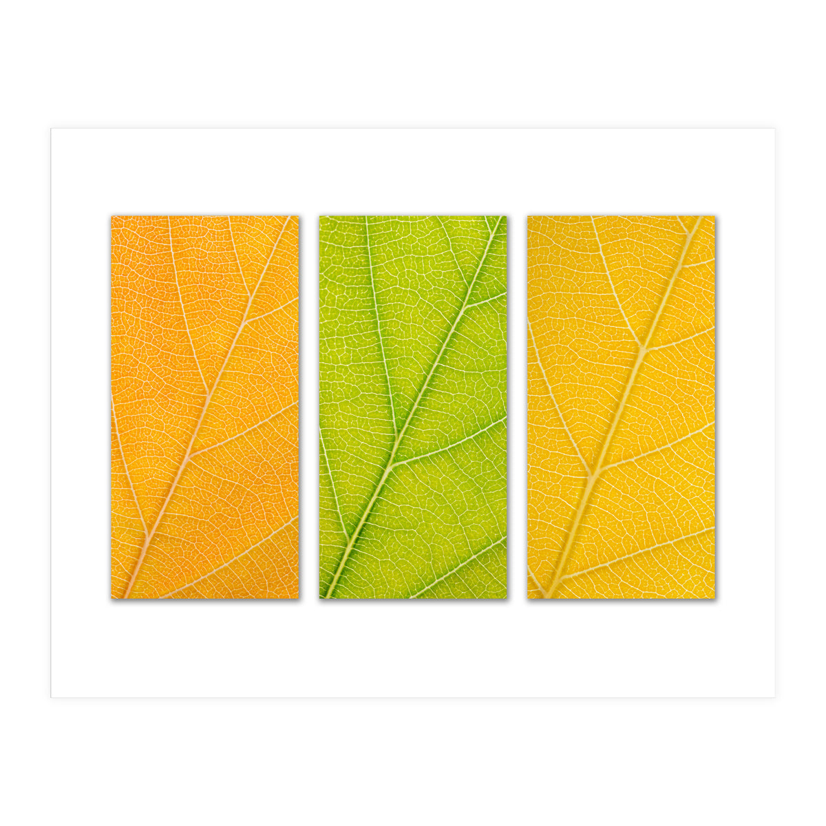 Autumn Leaves (Print Only)